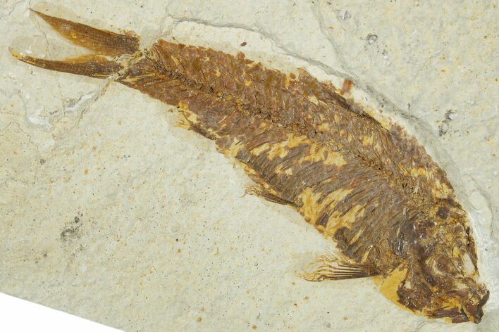 Detailed Fossil Fish (Knightia) - Wyoming #330815